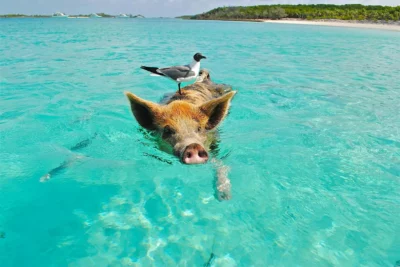 Bahamas Pig