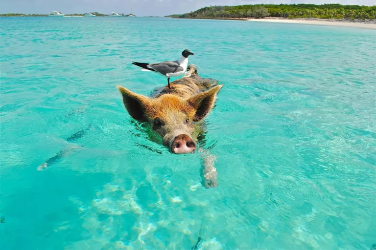 Bahamas Pig
